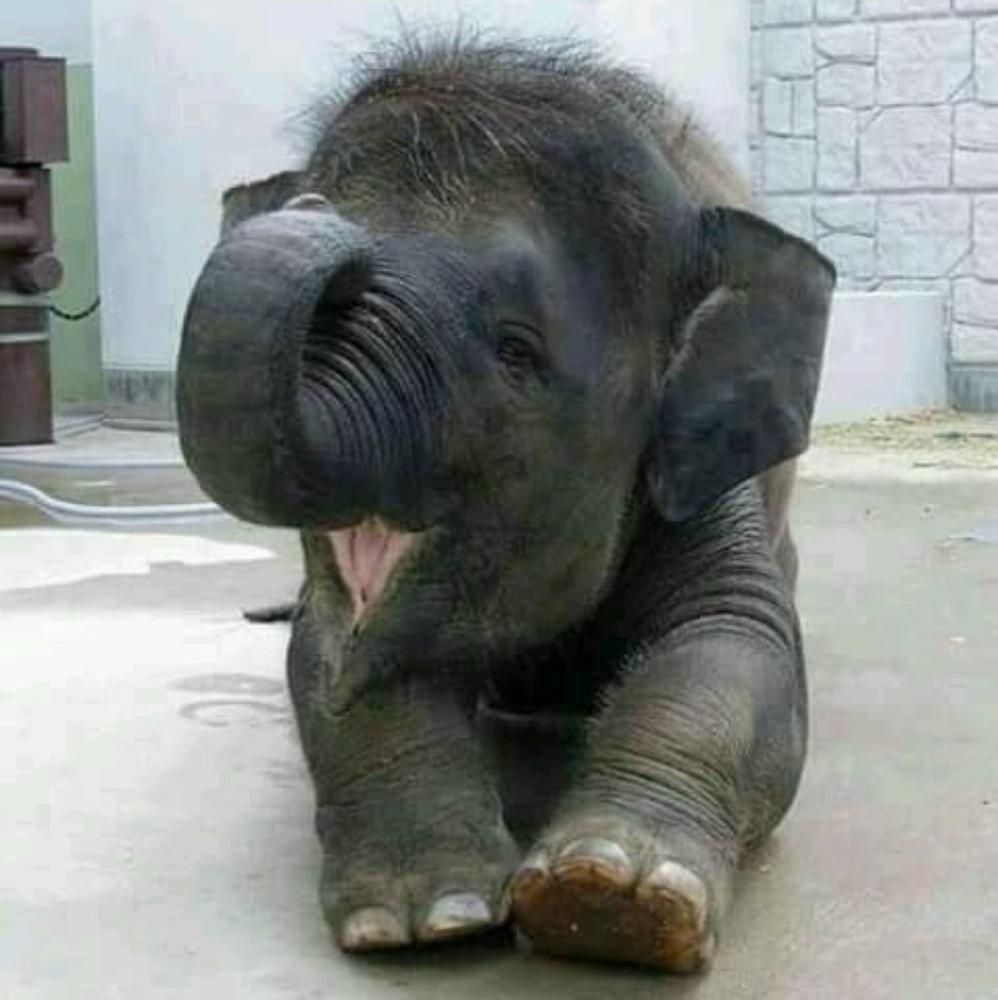 Meet your Posher, Estelle